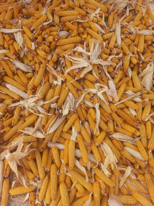 Жүгері 110 тг и 130