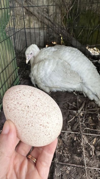 Gʻoz va Indyuk tuxumlari  ichida xoʻrozi bor