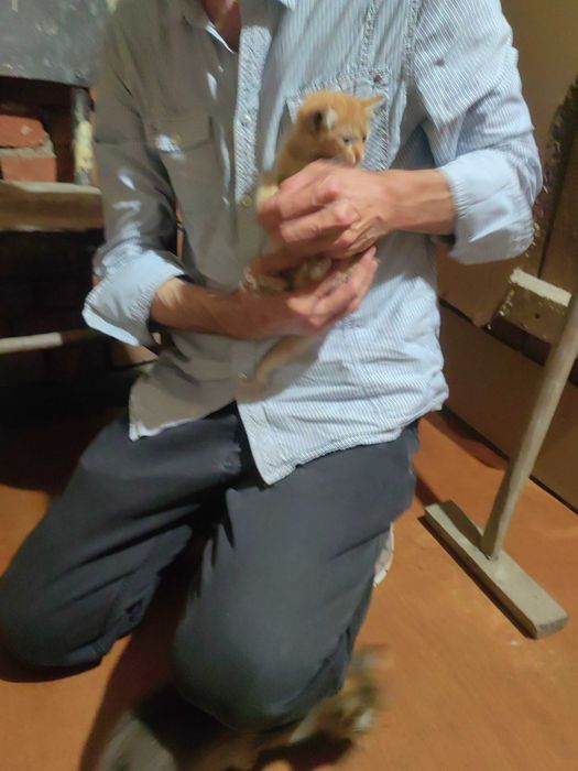 Подарявам котенце