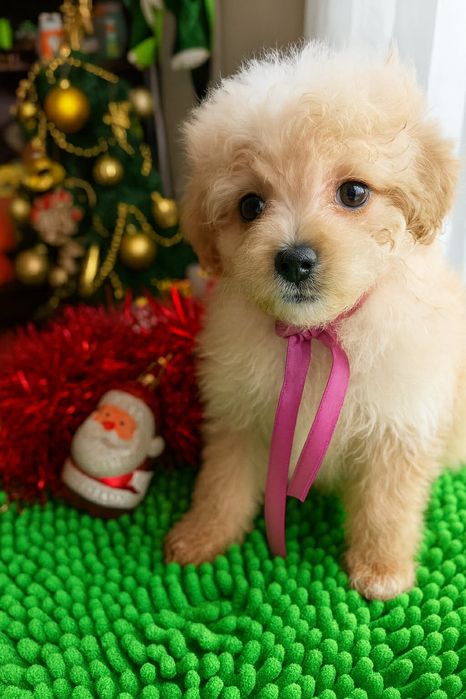 Кученца от породата Помапу