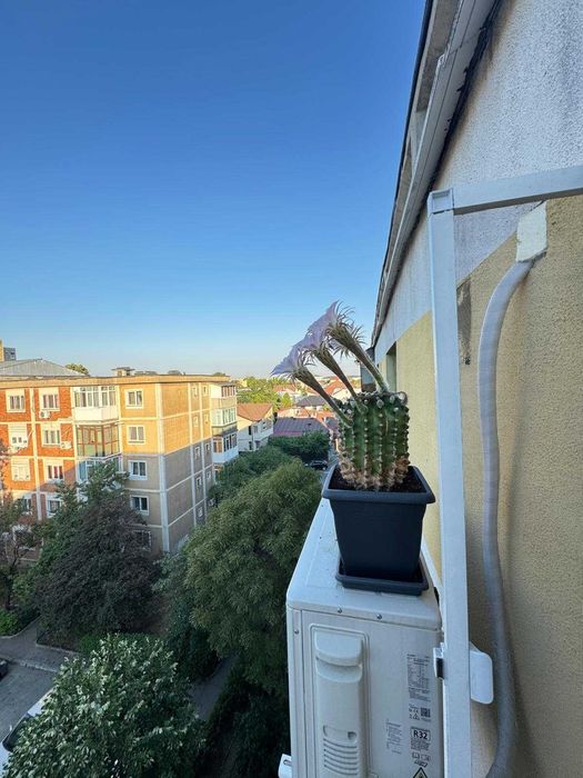 Cactus cu flori albe si roz