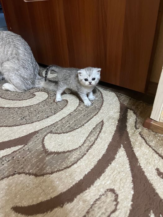 Продаются чистокровные котята . Серебристая шиншилла