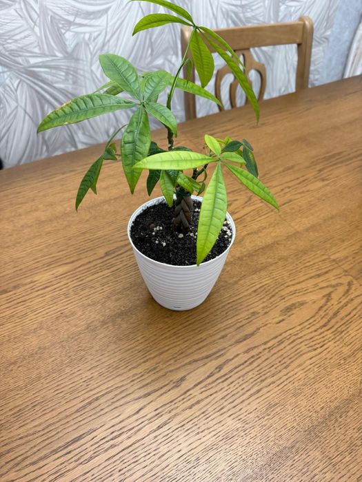 Цветы комнатные