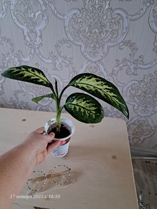 Продам цветок Диффенбахия