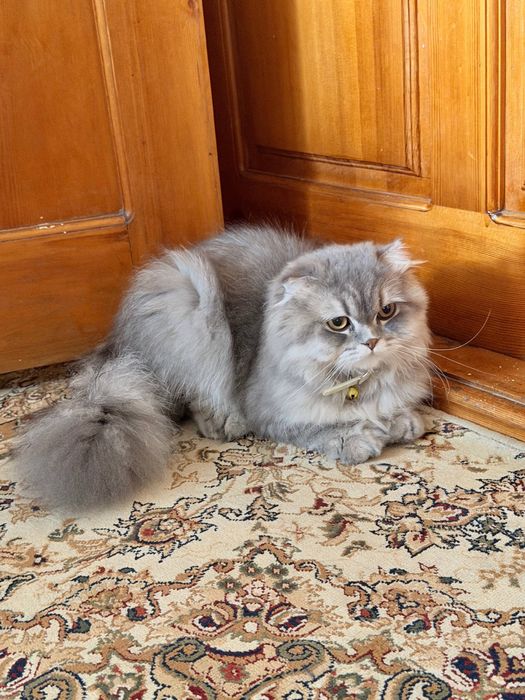 Скоттиш фолд манчкин