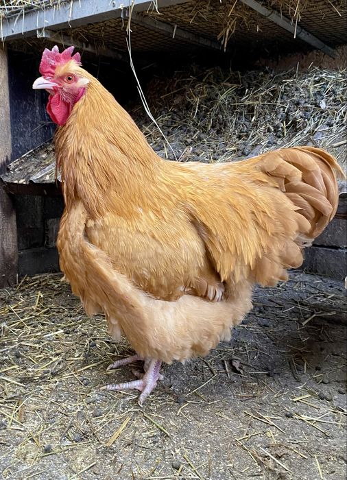 Ouă de vânzare pentru incubator Brahma Porțelan/Bobat și Orpington !