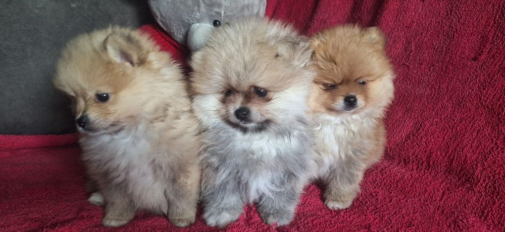 Очаровательные щенки шпица.