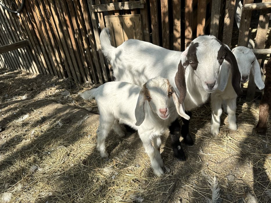 Козлята Битал + Зааненская