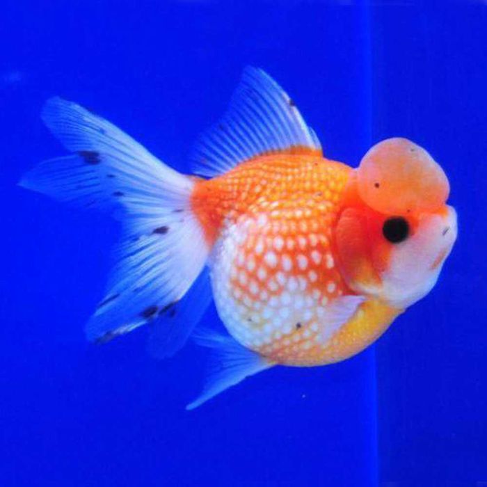 продам _ жемчужинка корона