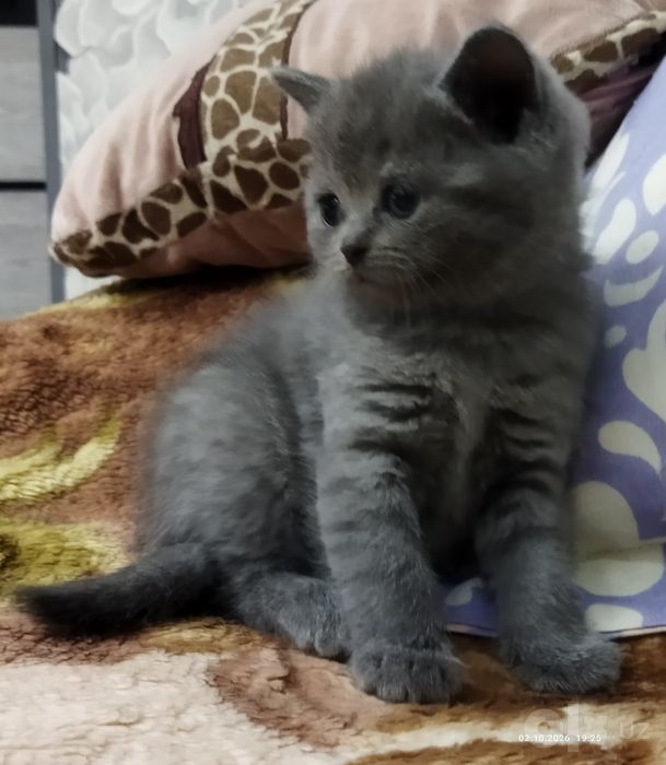 Продаются котята