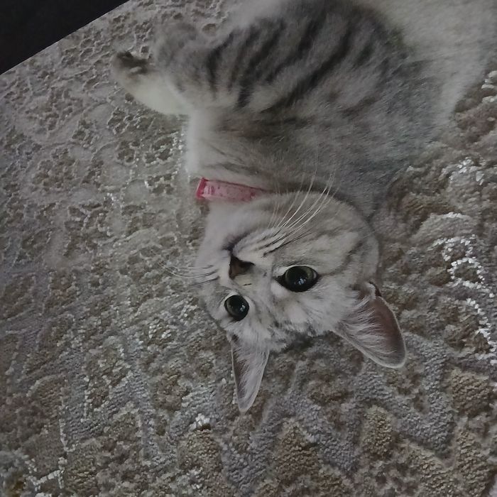 Британская кошка