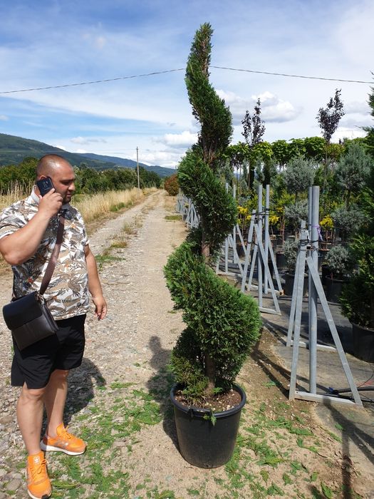 Tuia spirală 2m plus