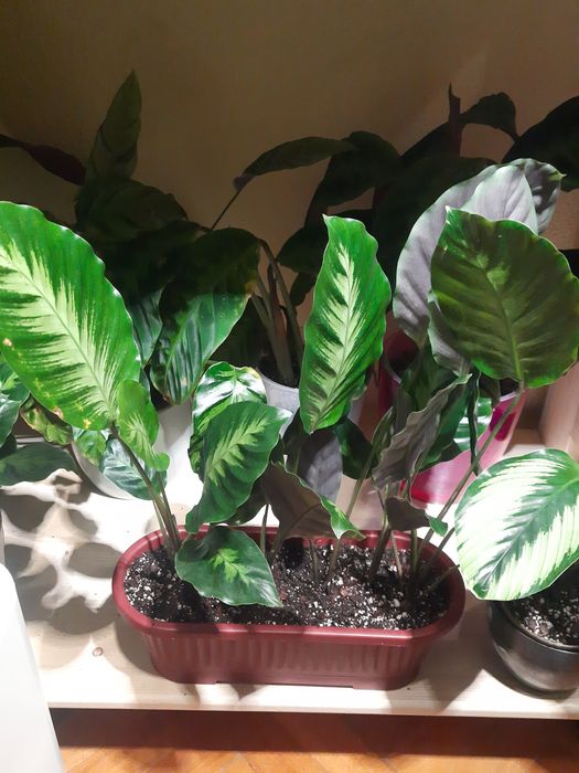 Flori tropicale Calathea, Ctenante si Maranta cu colorit deosebit.