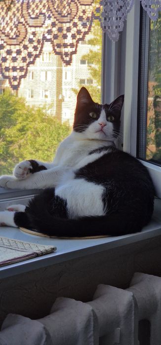 Отдадим котика в добрые руки