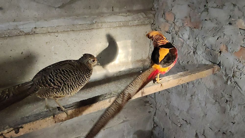 Păuni maturi reproducători