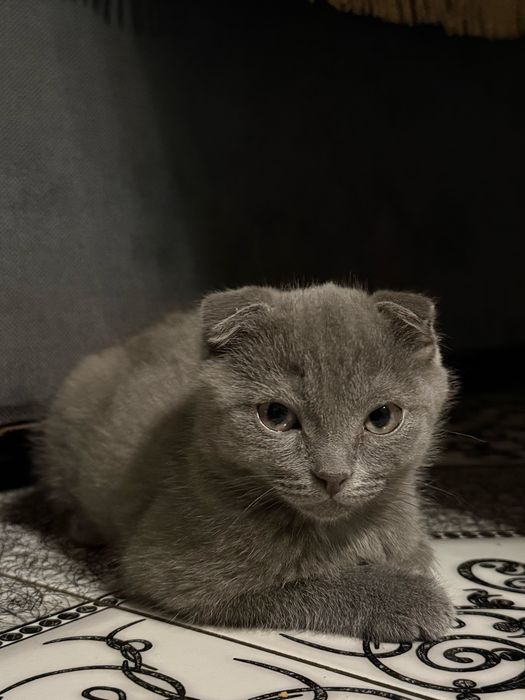 Продается шотладнский котенок