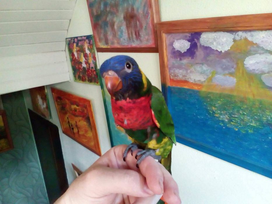 Ръчно хранени бебета лори