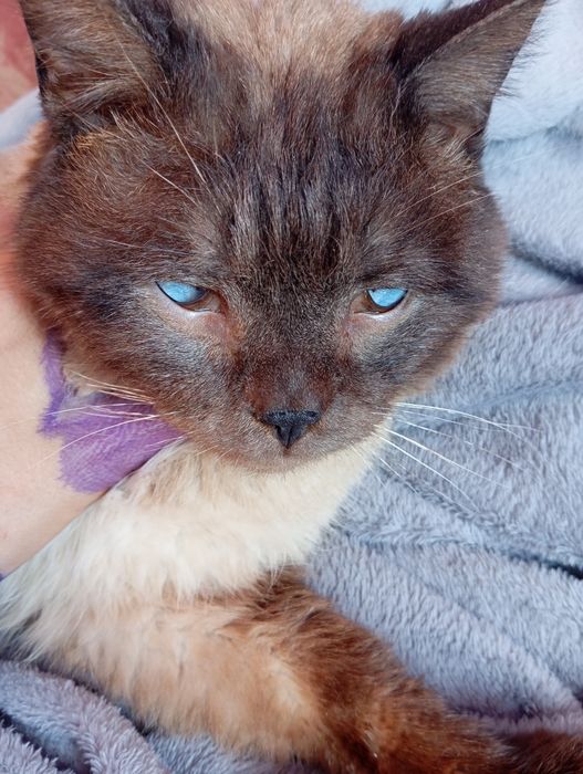 Кот идеально для ребенка.