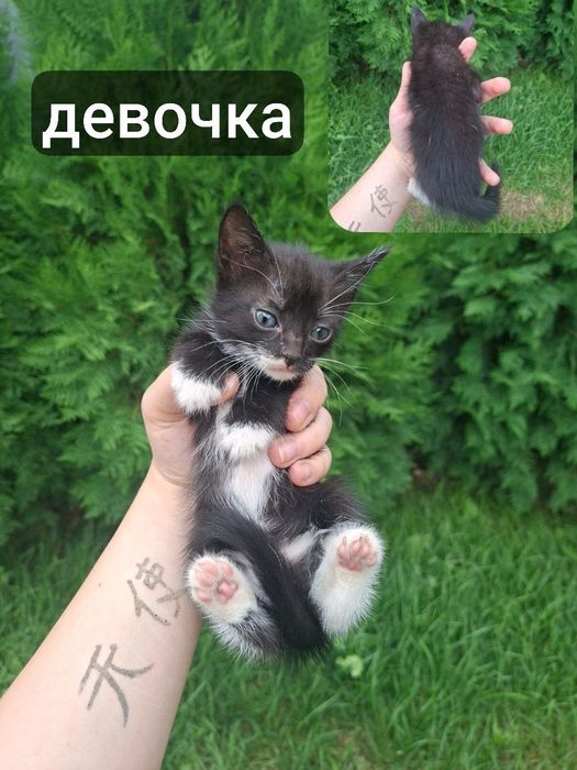 Котята в добрые руки