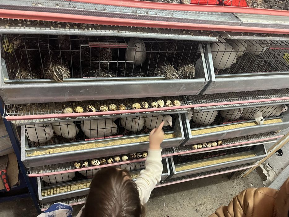 Oua de prepelite ,pui, pasari , carcasa