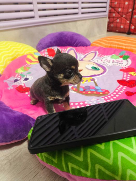 Продаётся мальчик Чихуахуа темно лилового подпалого окраса