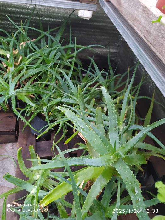 Алое(столетник)- лечебное растение