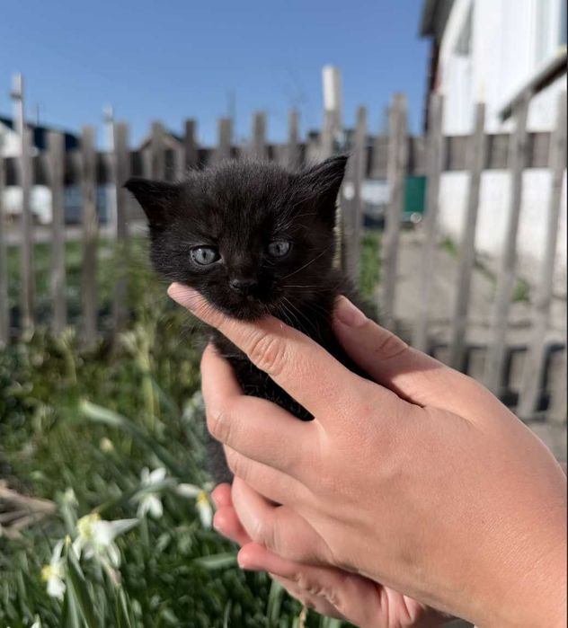 Черный котик ищет семью