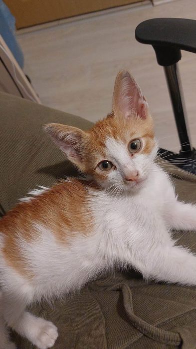 Motanel in varsta de 2 luni pentru adoptie