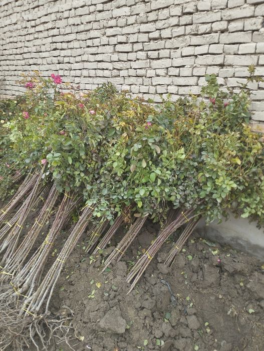 Метровка гуллар сотилади