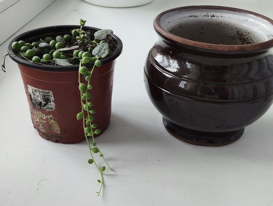 Комнатный цветок продам