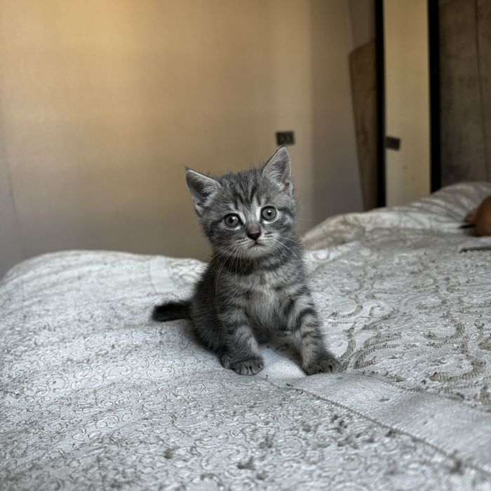 Продам котят британцев