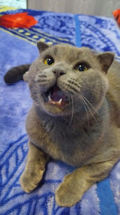 Mushuk Scottish fold erkak soglom