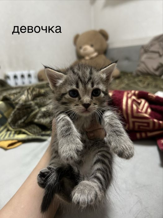 отдам котят в добрые руки