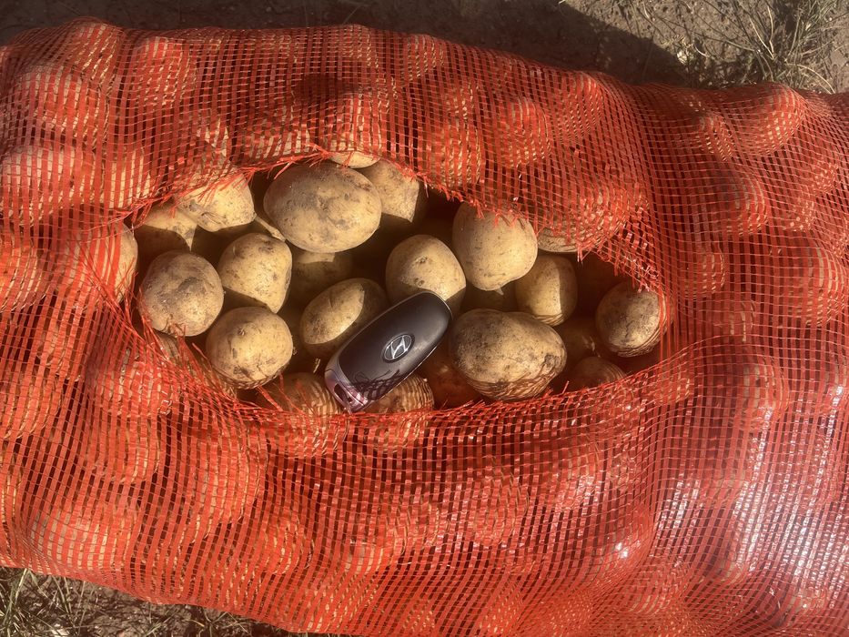 Продам семена картофель сорт гала