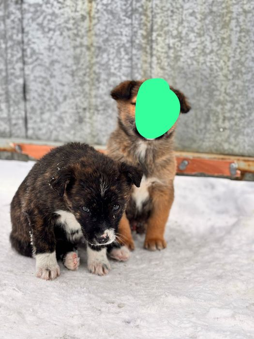 Отдадим щенка лабрадора