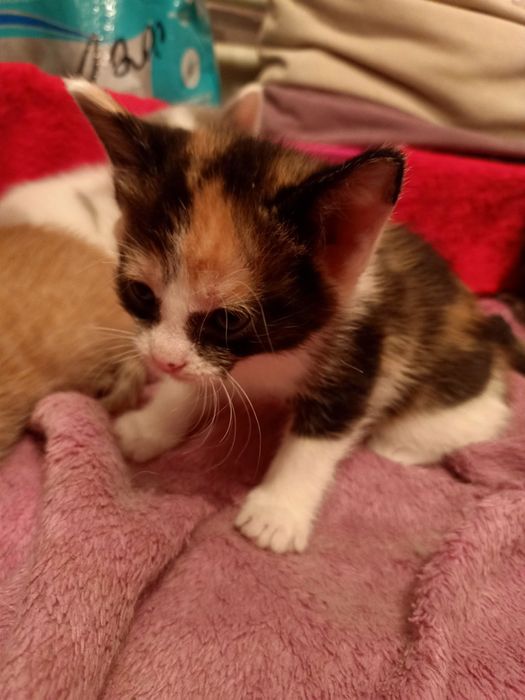 Кошка бесплатно.