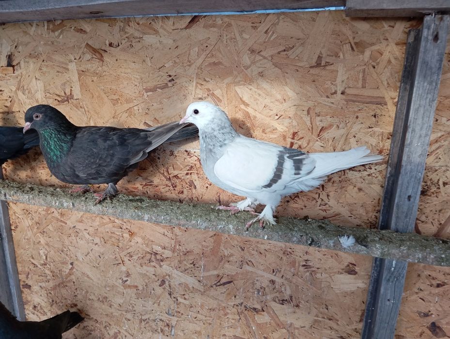 Продаются голуби породы Такла