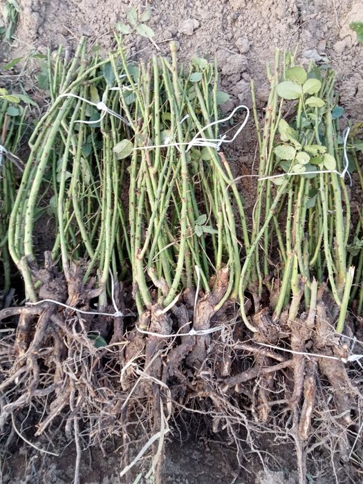 Atirgul kochati stiladi