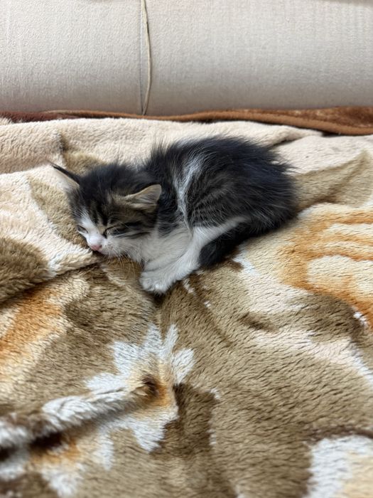 Котенок в добрые руки