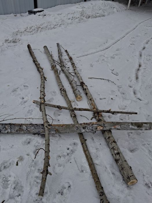 Дрова на топку, молодое дерево