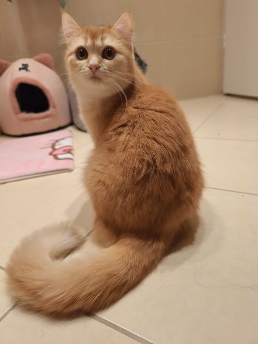 9-месечна женска златна британска късококосмя котка