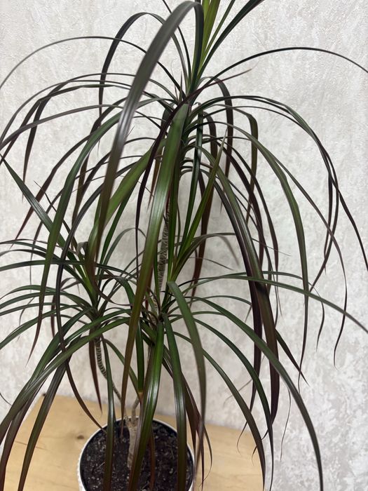 Продам комнатный цветок Драцена