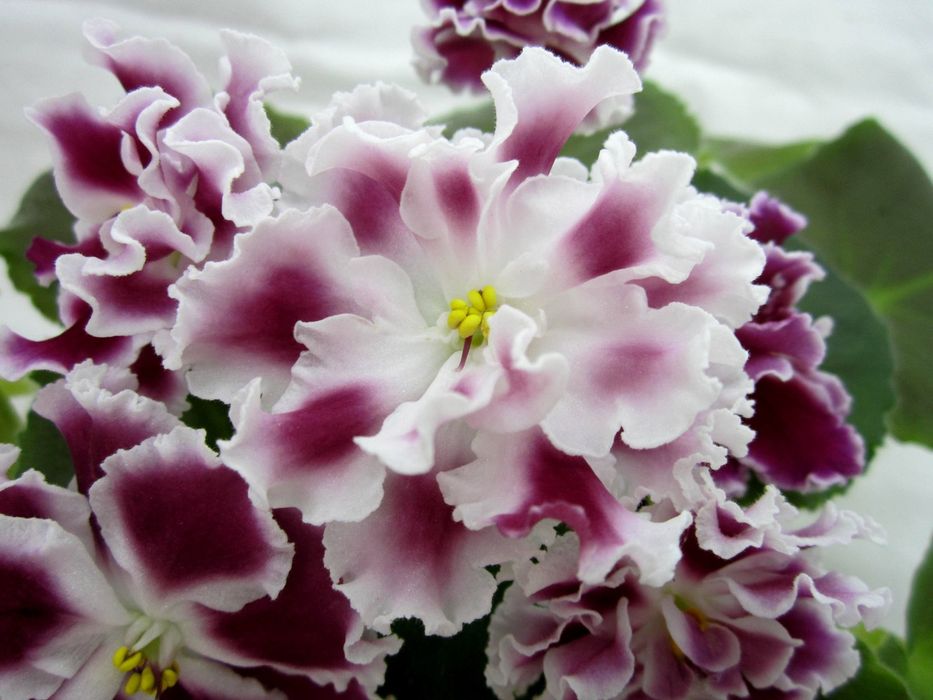 Фиалки сортовые свежесрезанным листом