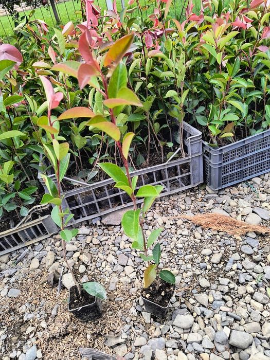 Photinia red robin 40cm /70 cm