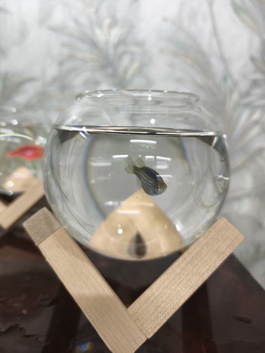 Akvariyum baliklari bilan