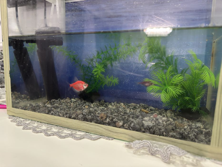 Аквариум с рыбками