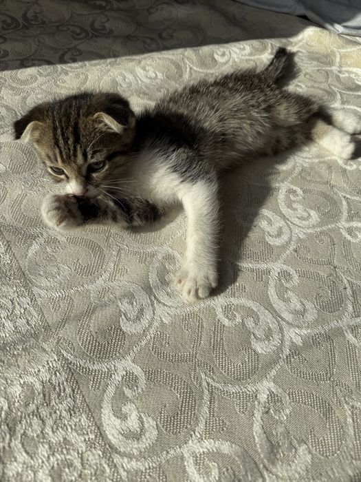Котенок шотландский
