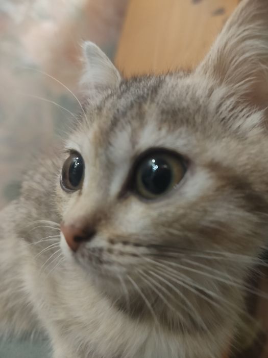 Кошечка трёхцветная
