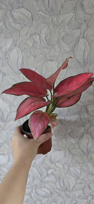 Аглаонема продам