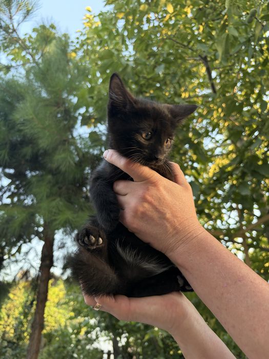 Продаются котята